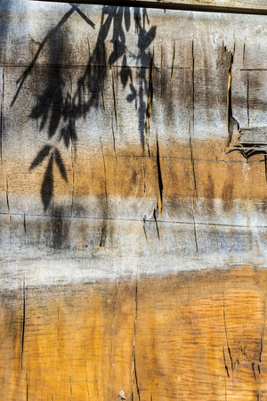 Shadow of leaves on an old wooden plankの写真素材