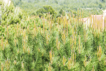 Full background conifer in the foregroundの写真素材
