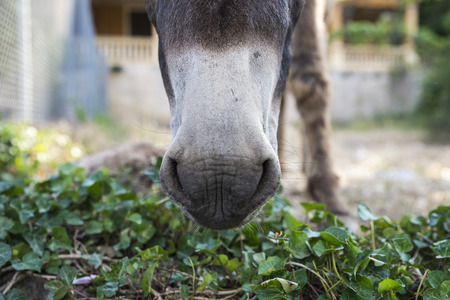 Close up snout of a donkey