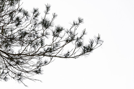 Pine cups against the sky in Spain