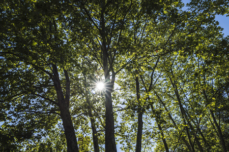 Sunbeams passing through the forest in Spain