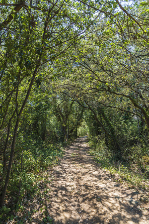 Way through the Mediterranean forest in Spainの写真素材