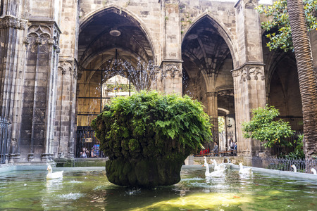 Barcelona, Spain - June 1, 2016: White geese in the pond of the cloister of the Cathedral of Barcelona, Catalonia, Spainのeditorial素材