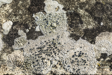 Stone with textured white moss as backgroundの写真素材