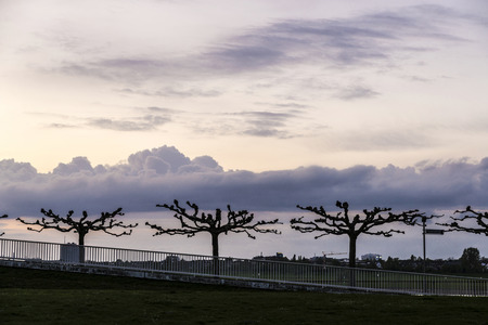 Silhouettes of trees at sunset on the banks of the river Rhine at sunset in Dusseldorf, Germanyの写真素材