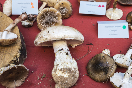 Different types of mushrooms in the mushroom flea market in Cardona, Catalonia, Spainのeditorial素材