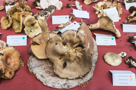 Different types of mushrooms in the mushroom flea market in Cardona, Catalonia, Spainのeditorial素材