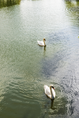 White swans swimming in a canal in the medieval city of Bruges, Belgiumの写真素材