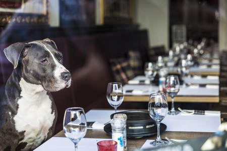 Dog sitting in a restaurant waiting to be attended in the medieval city of Bruges, Belgiumの写真素材