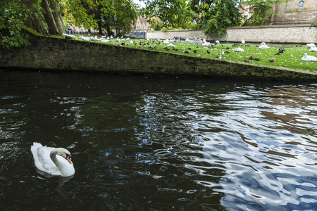 White swan swimming in a canal in the medieval city of Bruges, Belgiumの写真素材