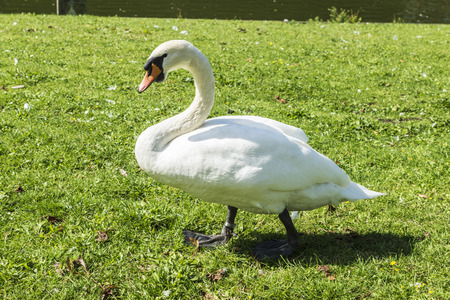 White swan walking on the grass in the medieval city of Bruges, Belgiumの写真素材