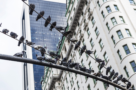 Multitude of pigeons resting on a traffic light next to Grand Army Plaza in Manhattan, New York City, USAの写真素材