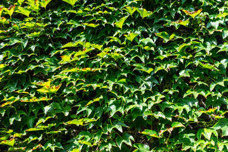 Wall filled with green creepers on summer as backgroundの写真素材
