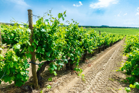 View of a vineyard in Narbonne or Narbonne, Occitanie, Franceの写真素材