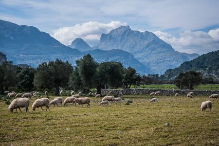 Flock of sheep in a majorcan mountain pastureの写真素材