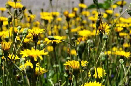 Summertime Flowers
