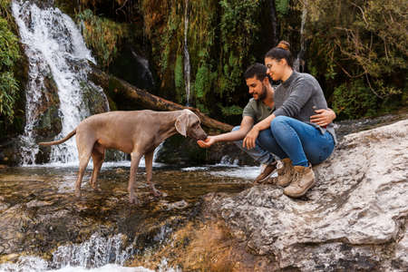 boy and girl give river water by hand to their weimaraner dog to drinkの写真素材