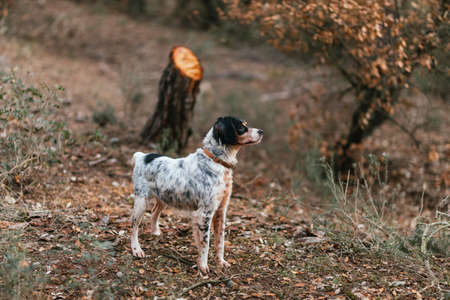 Purebred dog in collar in autumn forestの写真素材