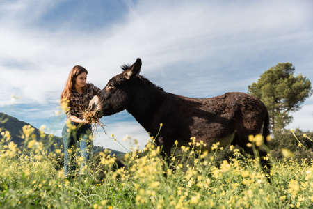 A young girl confidently watching and feeding a donkey in nature