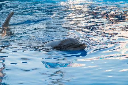 Dolphins surfacing in blue water poolの写真素材
