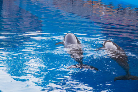 Two dolphins swimming in blue water poolの写真素材