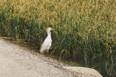 Cattle egret standing beside a ripe rice fieldの写真素材