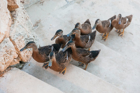 Group of mallard ducks walking down concrete steps