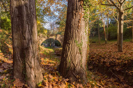 Fall of the leaves in the park of the mother of the fountain in Solsona. Autumn passageの写真素材