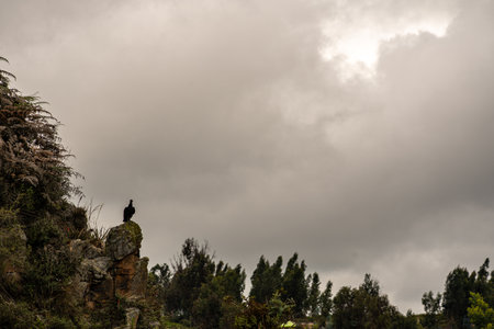 vulture observing the cloudy landscape in the valley of colombia, dark day
