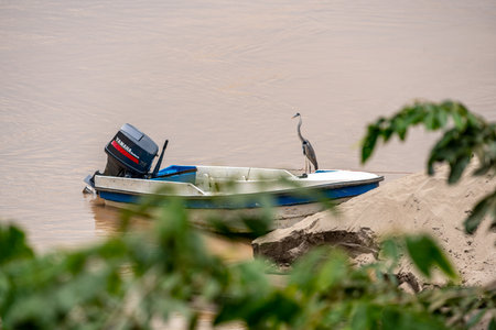Bird over the boat in the jungle of guaviare river, Colombia