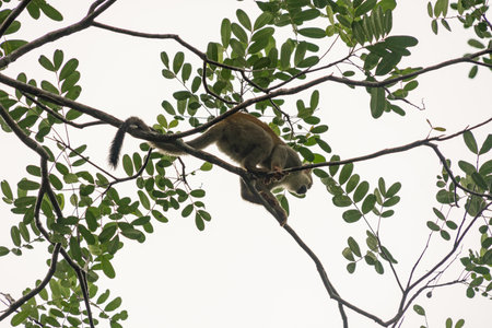 Monkey in the trees in Tranquilandia, Colombian amazon