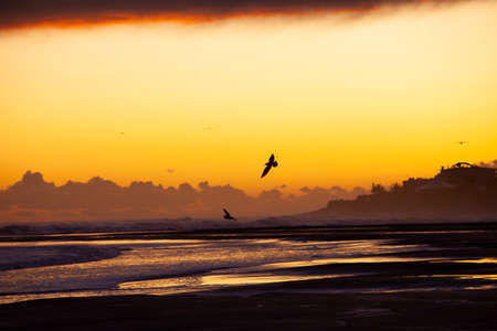 Seagull flying on the beach after an stormの写真素材