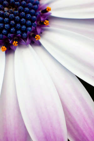 Closeup of a Marguerite flower