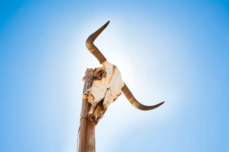 Cow skull on a postの写真素材