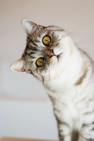 Portrait of tabby cat at home sitting on white background