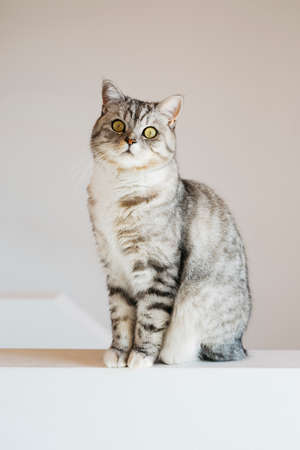 Portrait of tabby cat at home sitting on white backgroundの写真素材