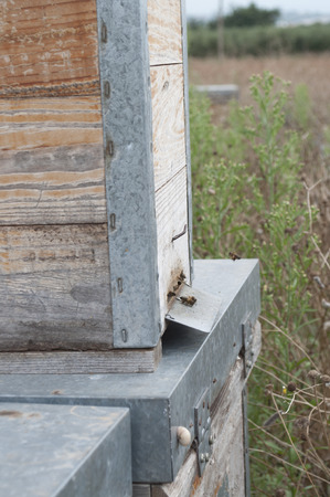 Beekeeping  is the maintenance of honey bee coloniesの写真素材