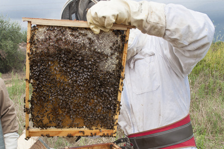 Beekeeping  is the maintenance of honey bee coloniesの写真素材