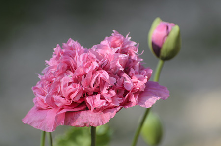 Magenta flowerの写真素材