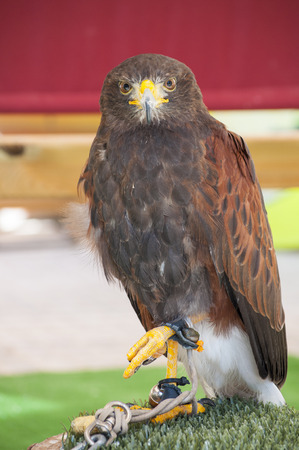 Owls, birds of the order Strigiformes, include about 200 species of mostly solitary and nocturnal birds of preyの写真素材