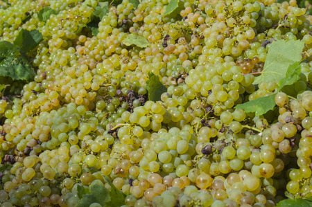 Vintage, in winemaking, is the process of picking grapes and creating the finished product  wine の写真素材