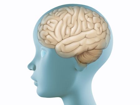 Brain illustration on profile head transparent