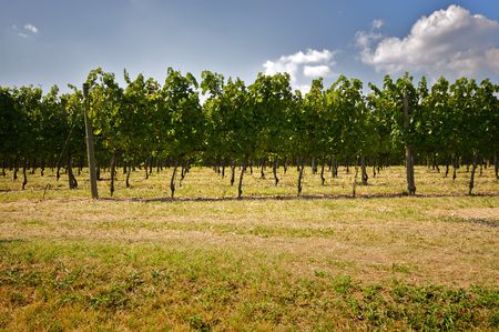 Landscape - A vineyard under blue skyの写真素材