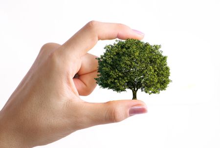 A little tree in the woman hand