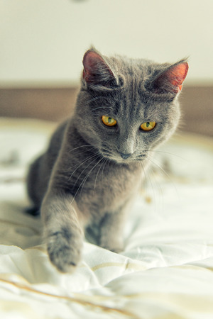 Gray cat with yello eyes plays on bedの写真素材