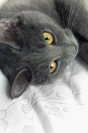 Gray cat with yellow eyes plays on bedの写真素材