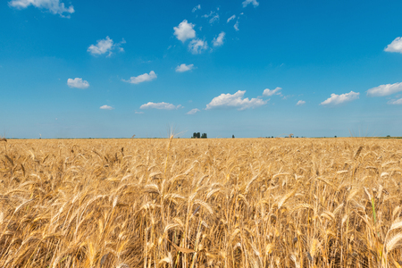 Summer sky over the golden grain fieldの写真素材