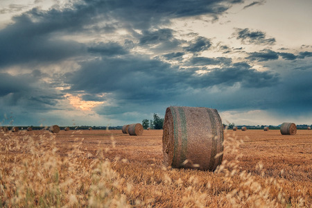 Harvested wheat fields in the Italian summer eveningの写真素材