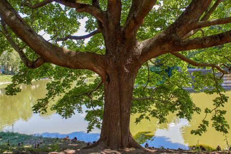 big old tree at the lake donates shade for a big duck familyの写真素材