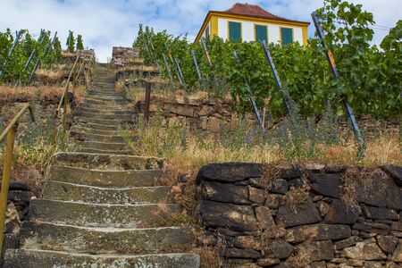 Saxon vineyard in the valley of the Elbe with a historic vineyard cottage of stairs and old vineyard walls.の写真素材